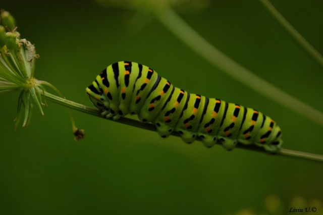 Fluturele Coada Răndunicii, Papilio machaon catterpilar, Sercaia, Vad, Dumbrava Vadului