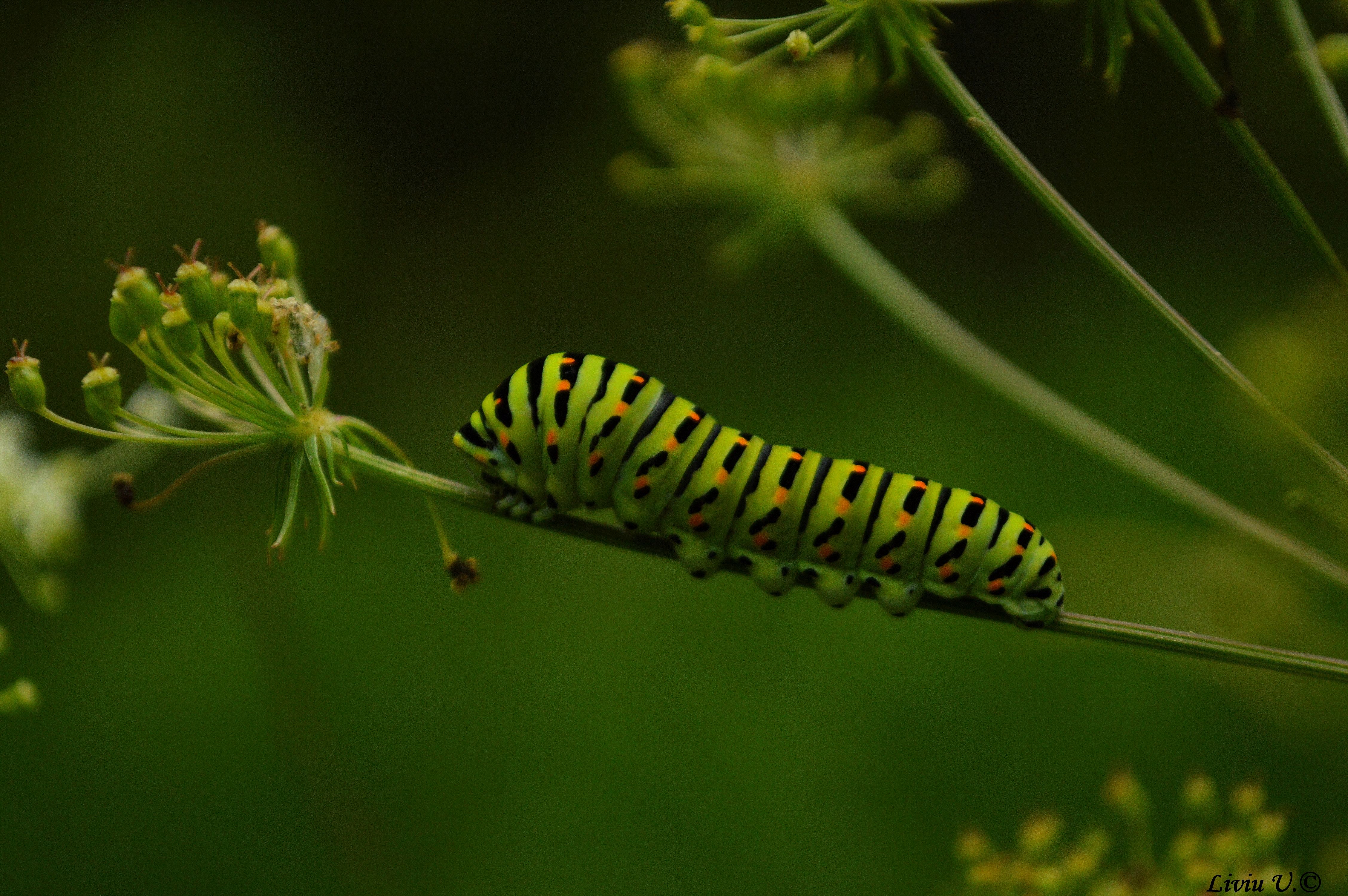 Papilio machaon catterpilar, butterfly, catterpilar, Dumbrava Vadului, Sercaia