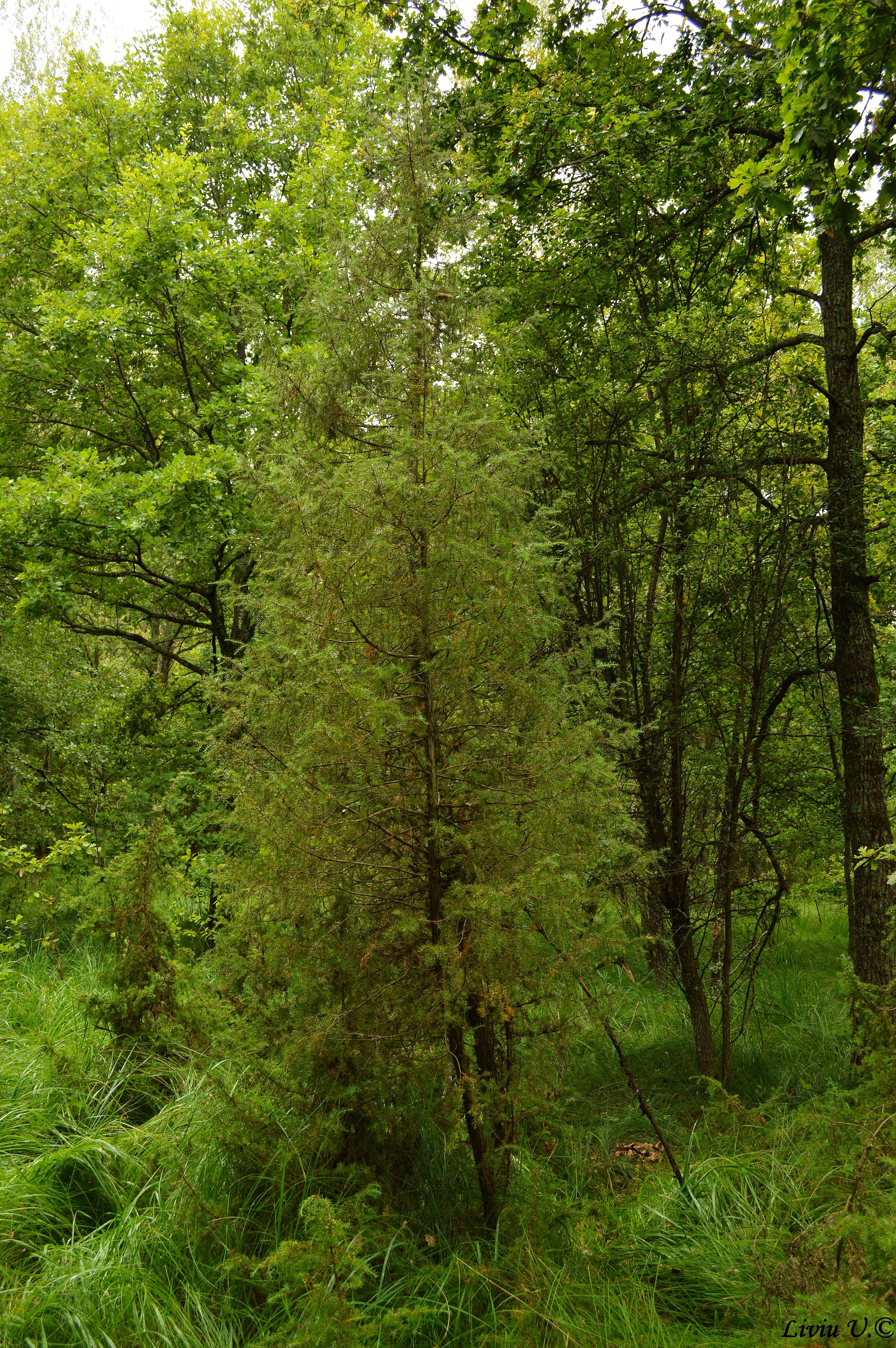 Ienupăr, Juniperus communis, flora Dumbrava Vadului, conifere Romania, conifere Brasov, ienupar comun