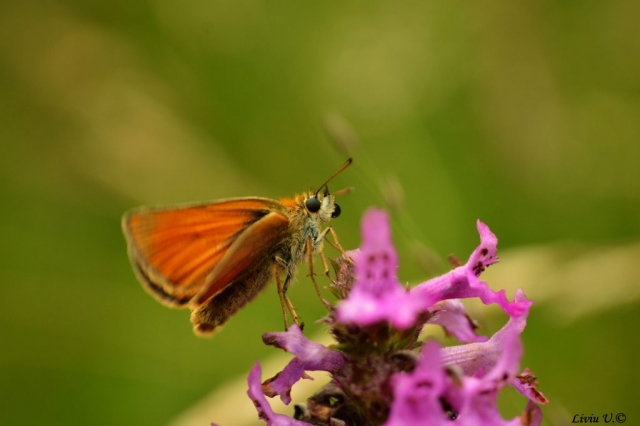 Ochlodes sylvanus, Large skipper, butterfly, Vad, Sercaia, Dumbrava Vadului